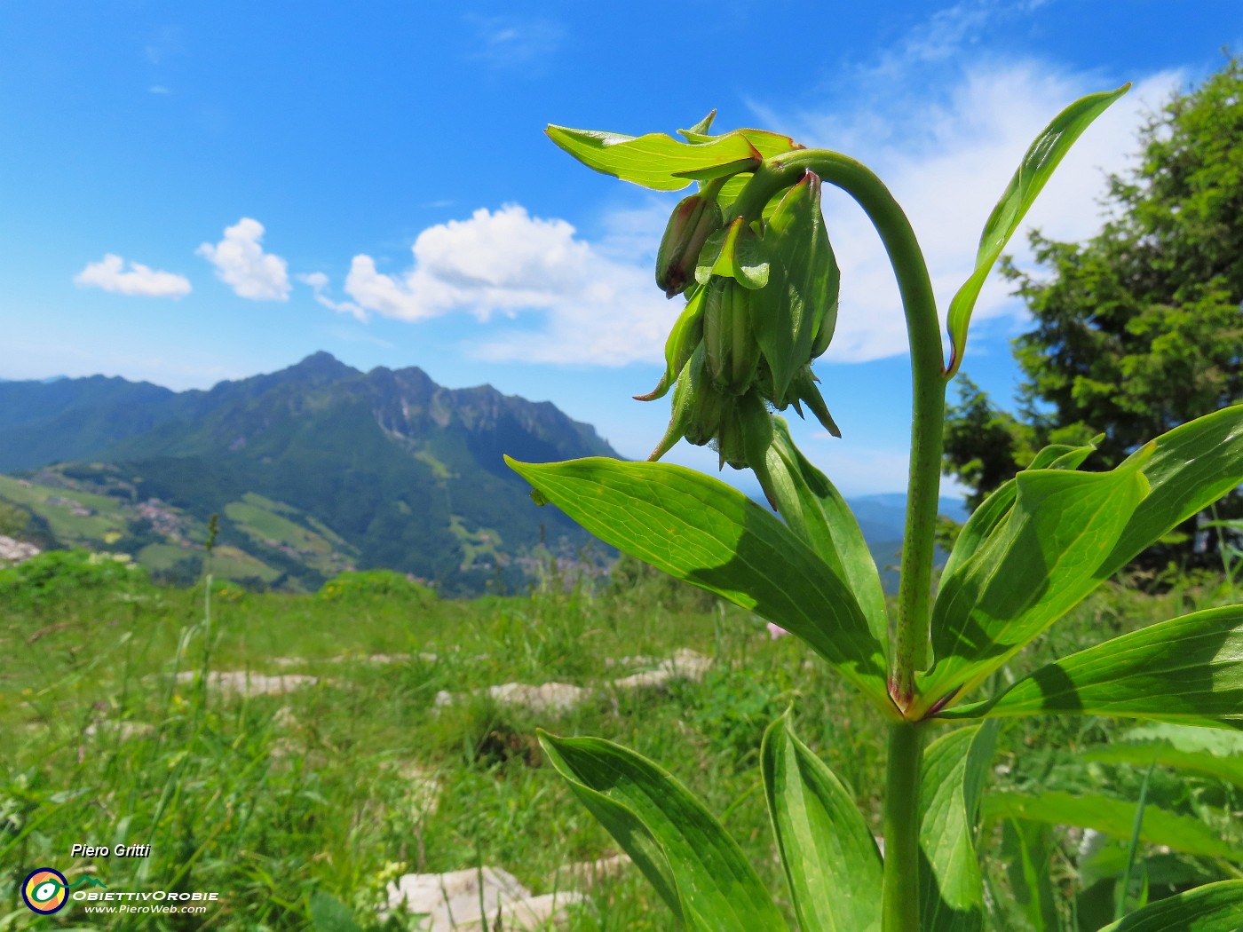 59 Lilium martagon (Giglio martagone) ...sto fiorendo.JPG